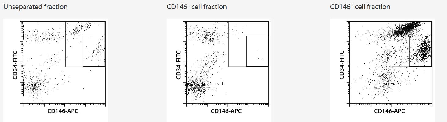 CD146+ cells were separated from lipoaspirate using the CD146 MicroBead Kit, an LS Column, and a MidiMACS Separator. Cells were stained with CD146-APC and CD34-FITC.